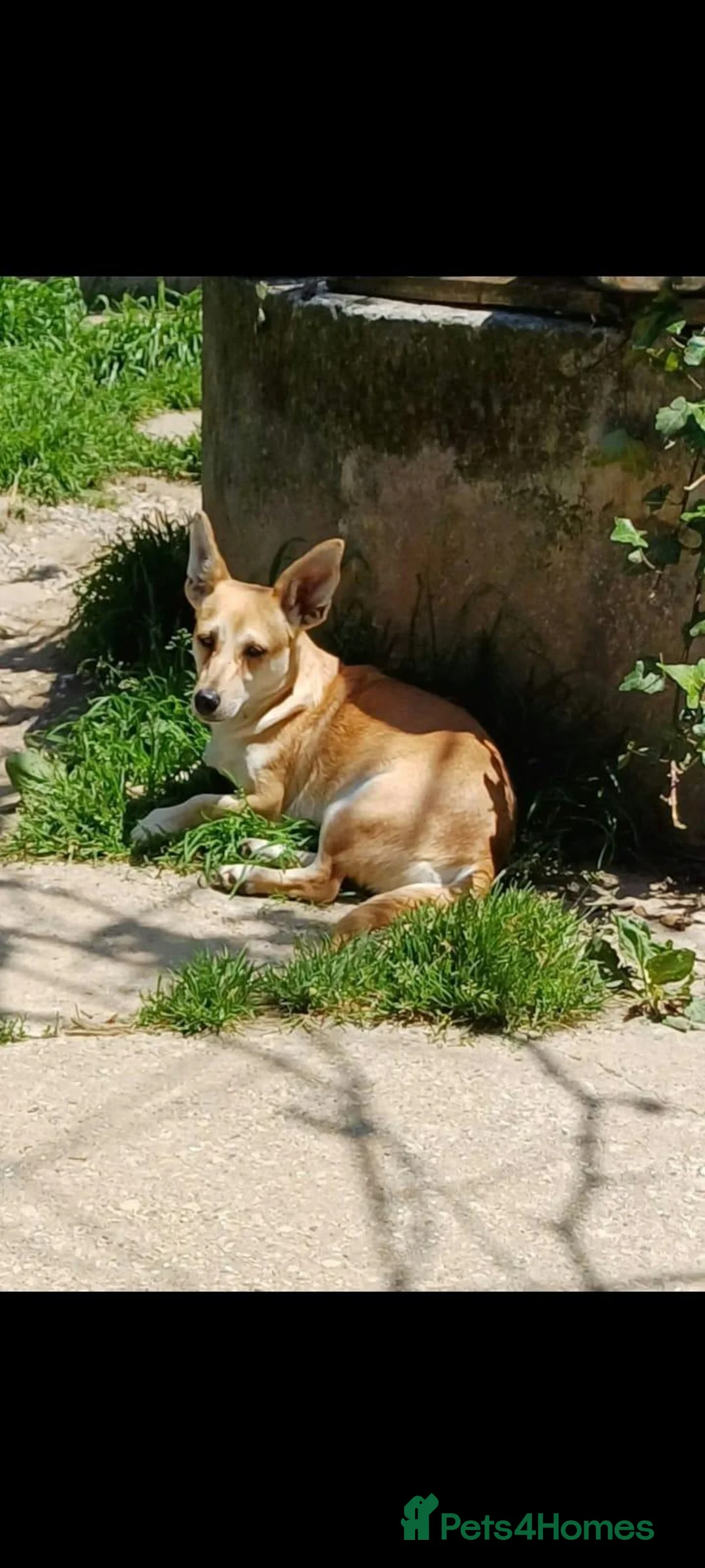 Mixed Breed dogs for adoption: Mimi, 4yrs approx. Available for adoption. in Brixham - Advert 2