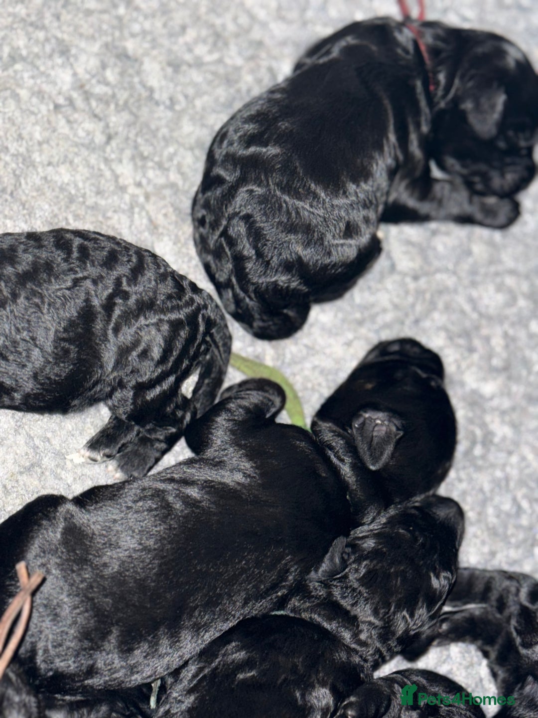 Mixed Breed dogs for sale: 5* medium half Australian labradoodles - Image 3