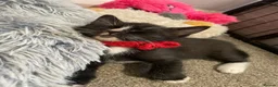 Sphynx cats for sale: LAST FEMALE fluffy half Sphynx kitten - Ready Now  - Advert 8