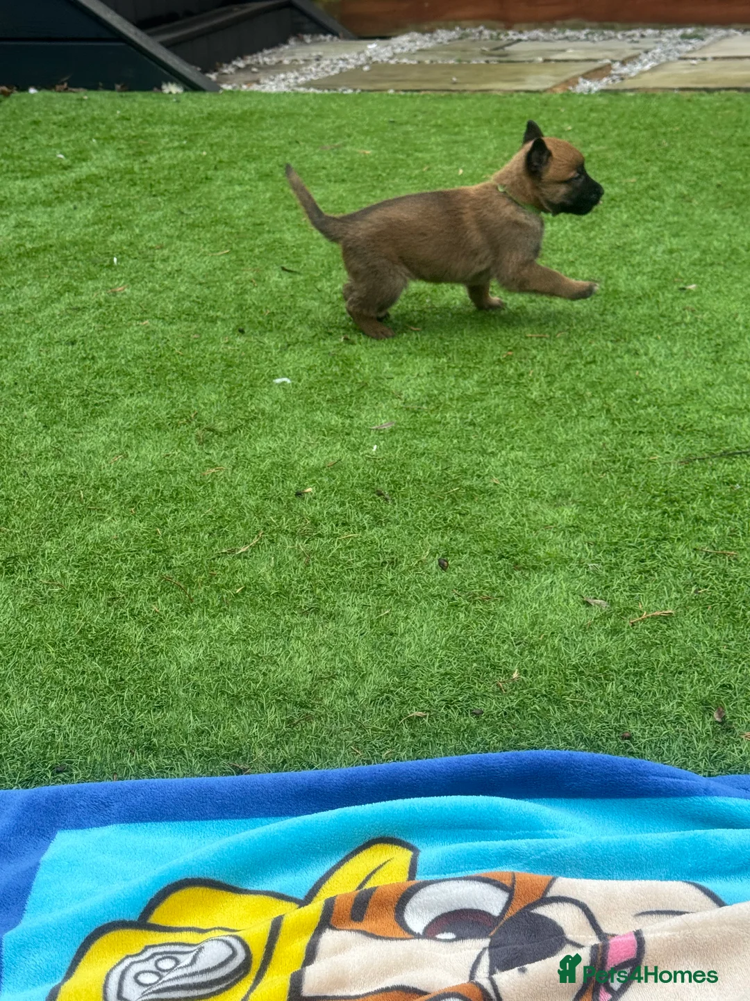Belgian Shepherd Dog dogs for sale: Belgian Malinois Puppies - Advert 8