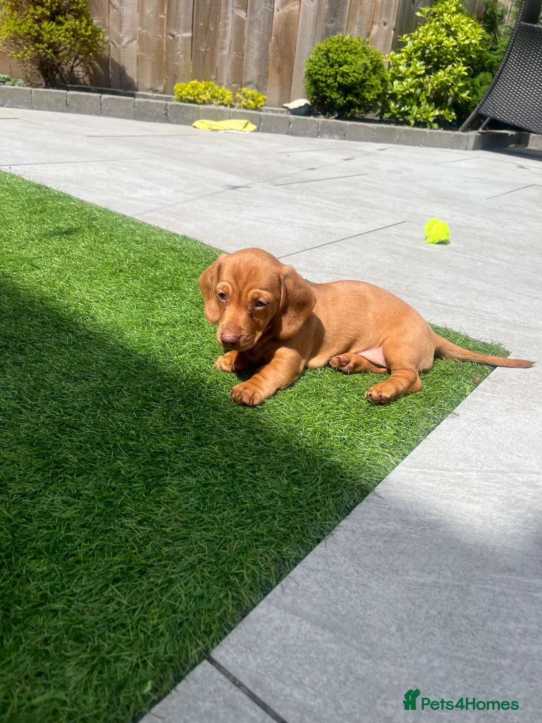 Miniature Dachshund dogs for sale: Last in little beautiful cream female  - Advert 2
