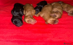 Cocker Spaniel dogs for sale: Gorgeous WCS pups - Image 5