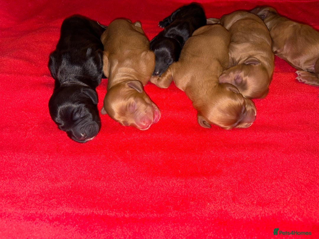 Cocker Spaniel dogs for sale: Gorgeous WCS pups - Image 5