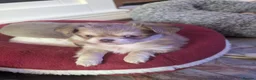 Chihuahua dogs for sale: Exquisitely colored long haired Chihuahua puppies  in Henley-in-Arden - Advert 16