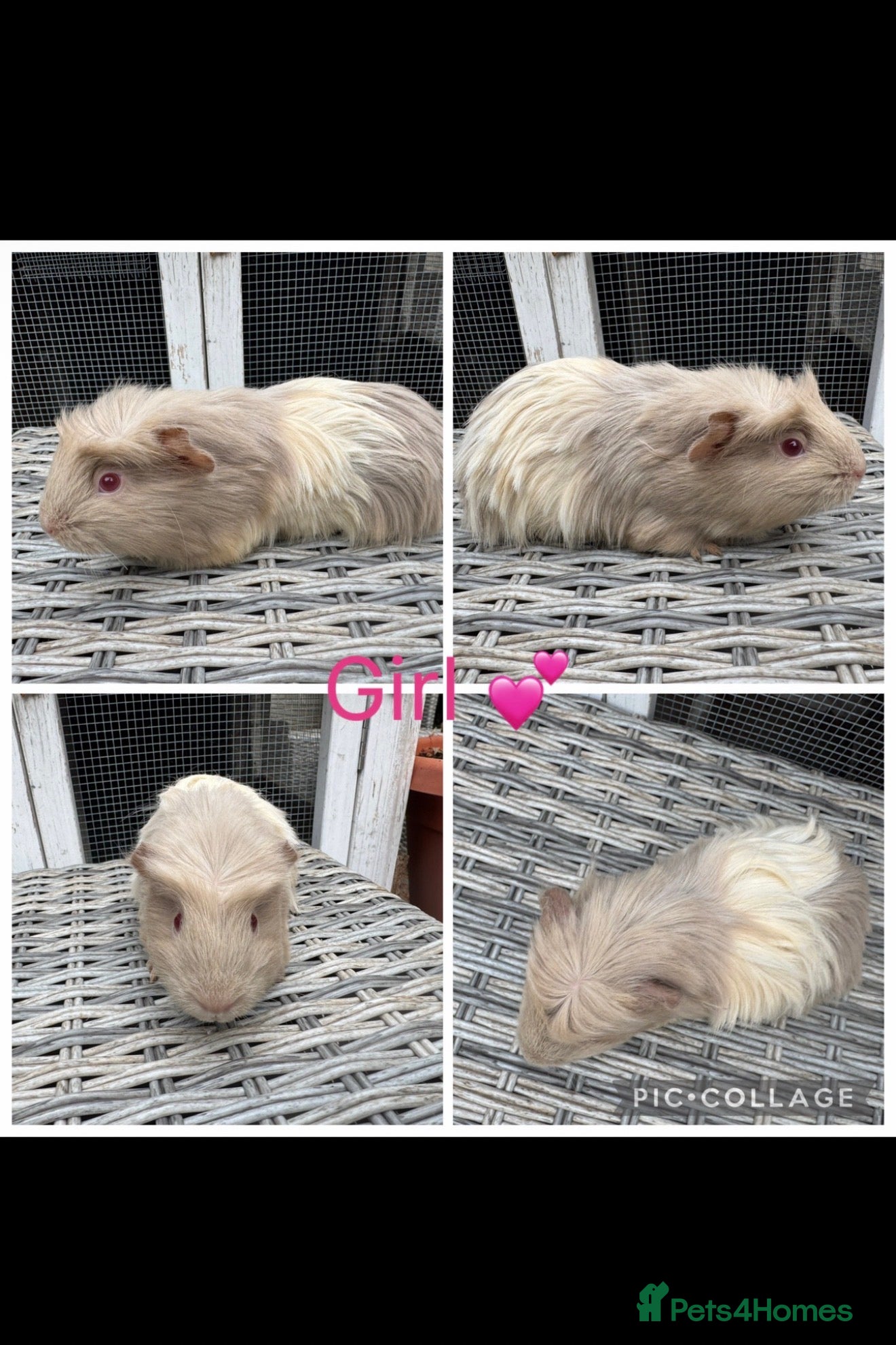 Guinea Pig rodents Male & Female Guinea pigs(Teddy,Funky,Abby,Smooth) - Advert 10