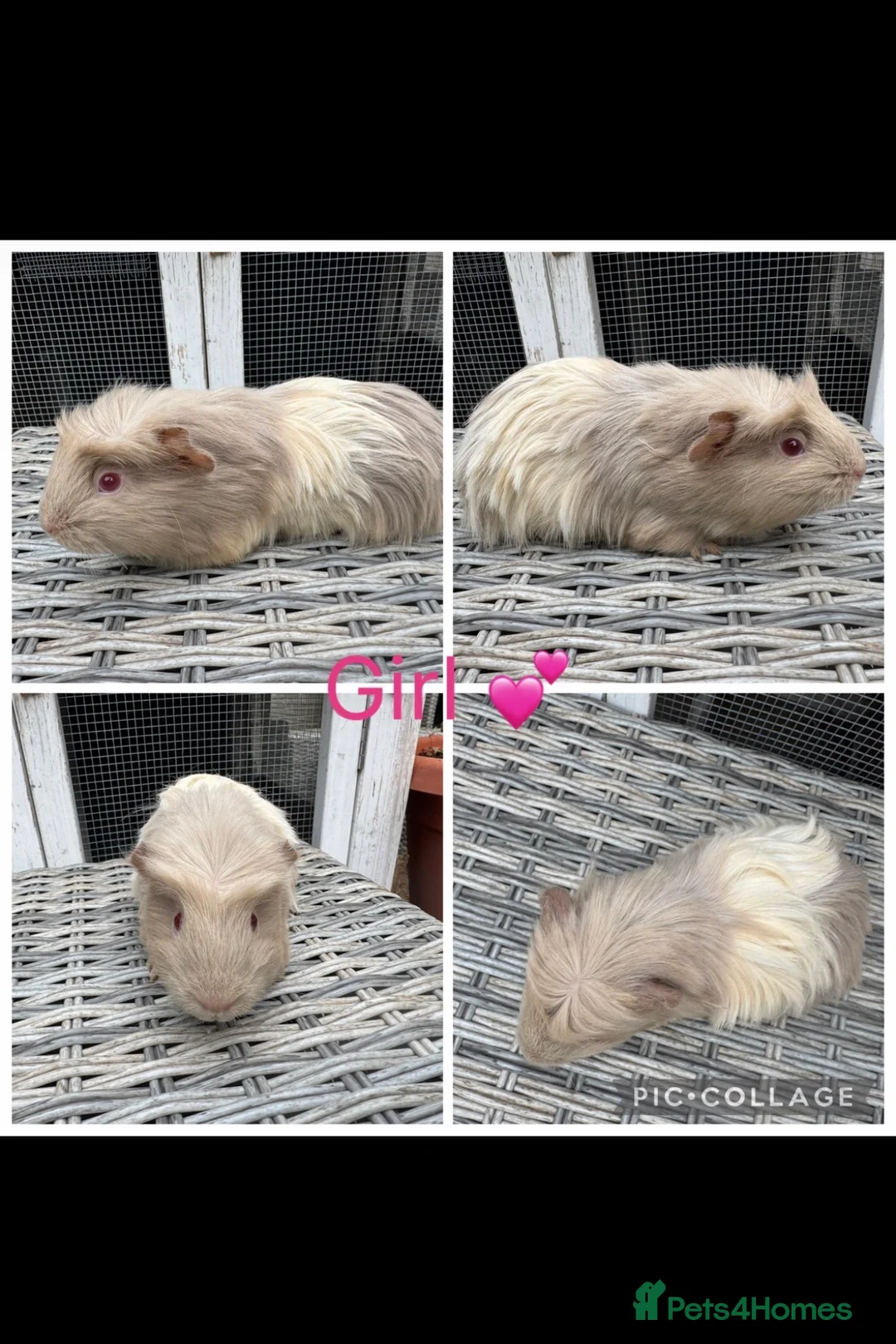 Guinea Pig rodents for sale: 5 Male 2 Female Guinea pigs(Teddy,sheltie,smooth) - Advert 2
