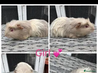 Guinea Pig rodents Male & Female Guinea pigs(Teddy,Funky,Abby,Smooth) - Advert 10