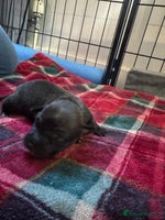 Mixed Breed dogs - Advert 4