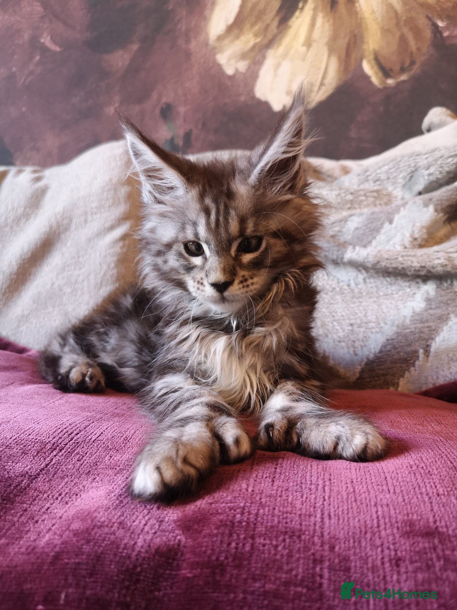 Maine Coon cats TICA/ POLY/ HEALTH CHECKED Maine Coons - Advert 5