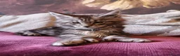 Maine Coon cats for sale: TICA/ POLY/ HEALTH CHECKED Maine Coons - Advert 1