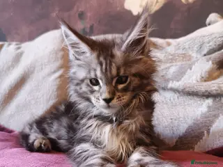 Maine Coon cats TICA/ POLY/ HEALTH CHECKED Maine Coons - Advert 5