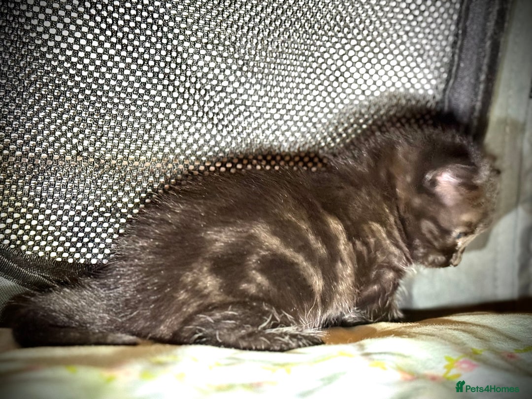 Ragdoll cats for sale: ✨ Exquisite Ragdoll-Bengal Baby Kittens ✨ - Advert 19