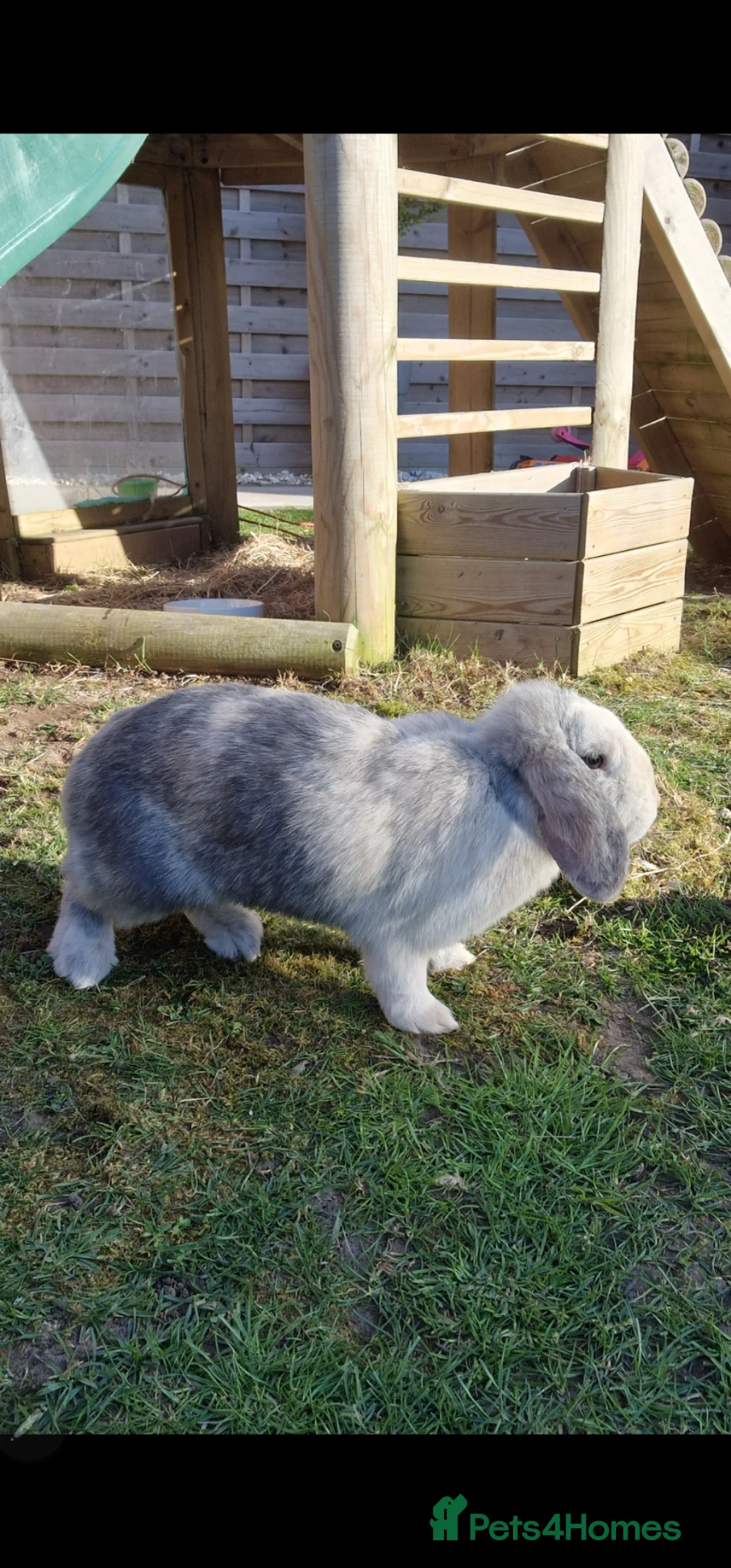 Mini Lop rabbits for sale: Hayhay & Hoppity - Advert 5