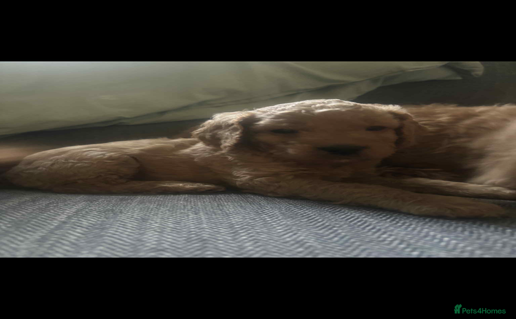 Cockapoo dogs - Advert 5