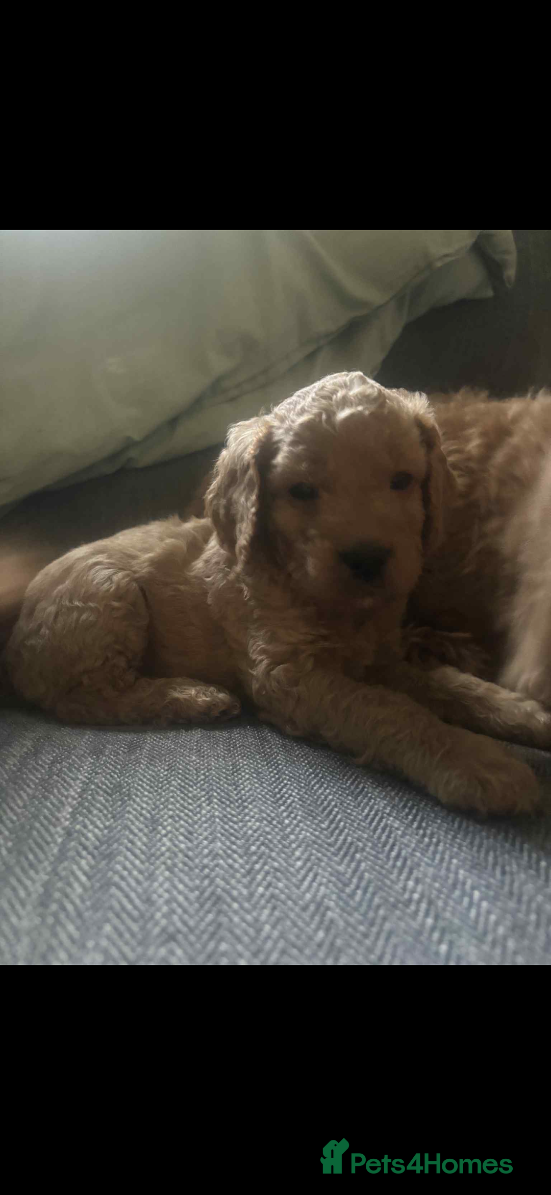 Cockapoo dogs for sale: F2 cockapoo pups  - Image 1
