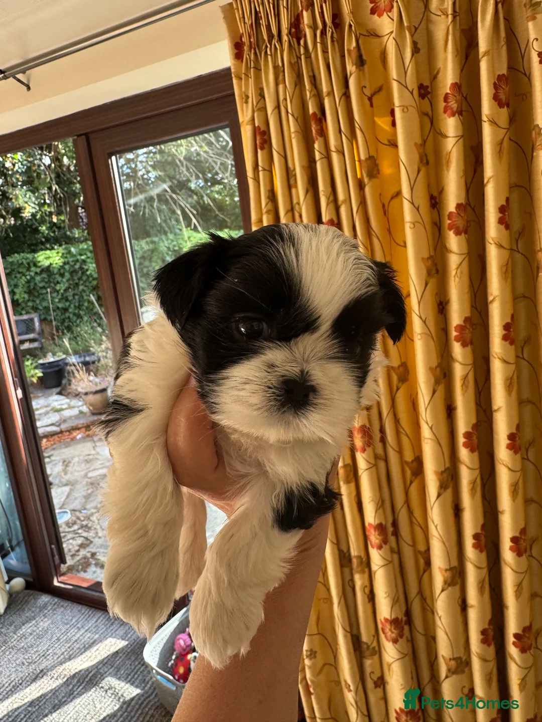 Shih Tzu dogs for sale: Imperial shihtzu boy  in Eastleigh - Advert 1