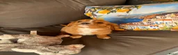 Cavalier King Charles Spaniel dogs for sale: Health tested parents Cavalier King Charles ready  - Advert 12