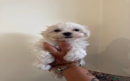 Maltese dogs for sale: Kc Maltese boys 💙💙 - Image 1