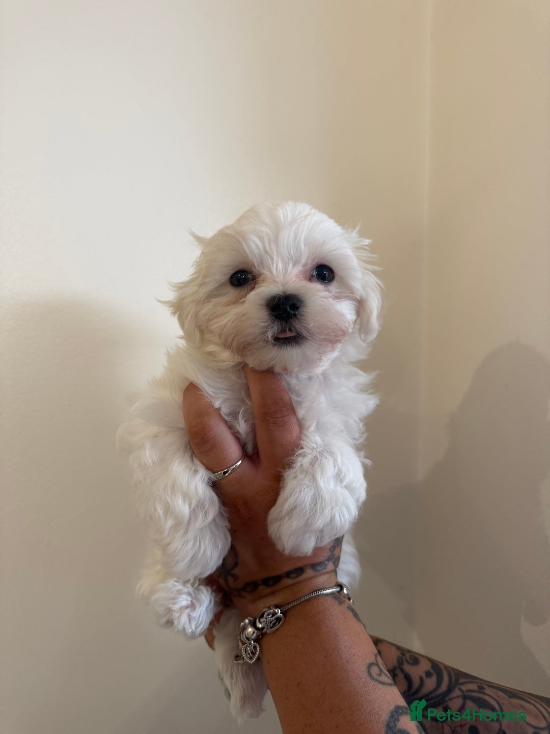 Maltese dogs for sale: Kc Maltese boys 💙💙 - Image 1