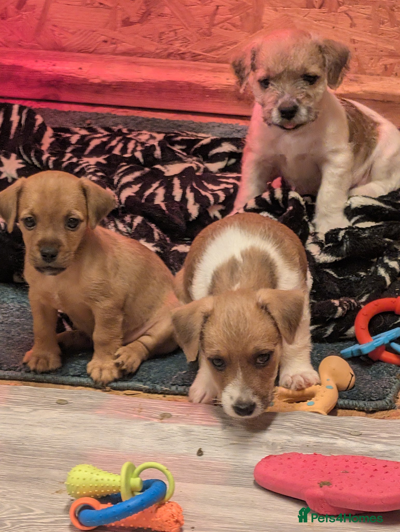 Mixed Breed dogs Boarder terrier x Jack Russell  (last boy left) - Advert 10