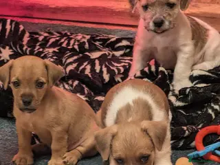 Mixed Breed dogs Boarder terrier x Jack Russell (last boy left) - Advert 10