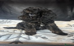 Cockapoo dogs for sale: Cockapoo puppies for sale  - Advert 19