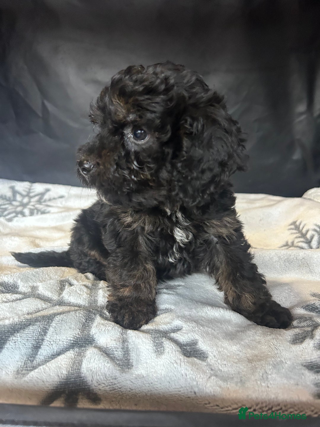 Cockapoo dogs for sale: Cockapoo puppies for sale  - Advert 19