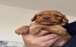 Cocker Spaniel dogs for sale: Fox Red Cocker Spaniel - Image 5