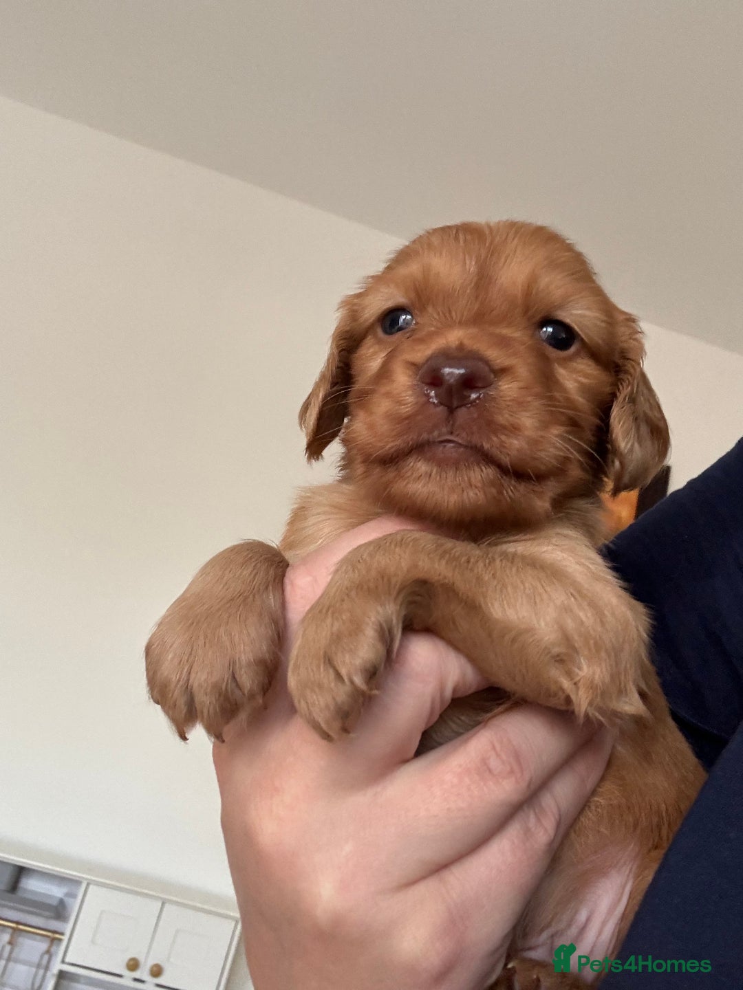 Cocker Spaniel dogs for sale: Fox Red Cocker Spaniel - Image 5