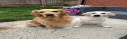 Golden Retriever dogs for sale: Golden Retriever puppies - Advert 5