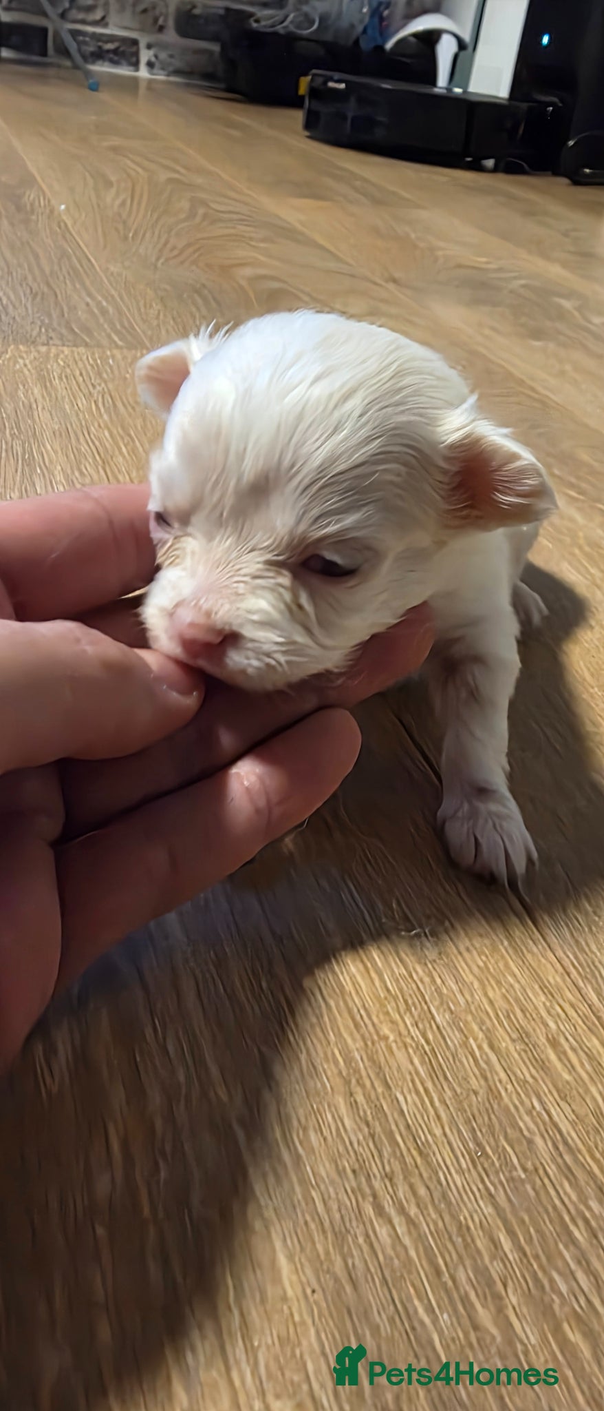 Chihuahua dogs for sale: Long & short haird chihuahua puppies  in Wirral - Advert 6