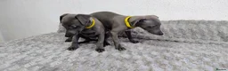Whippet dogs for sale: (Solid) Blue Whippet KC Registered Puppies - Advert 8
