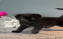 British Shorthair cats for sale: 🐾✨ READY for Their Forever Home ✨🐾 - Image 22