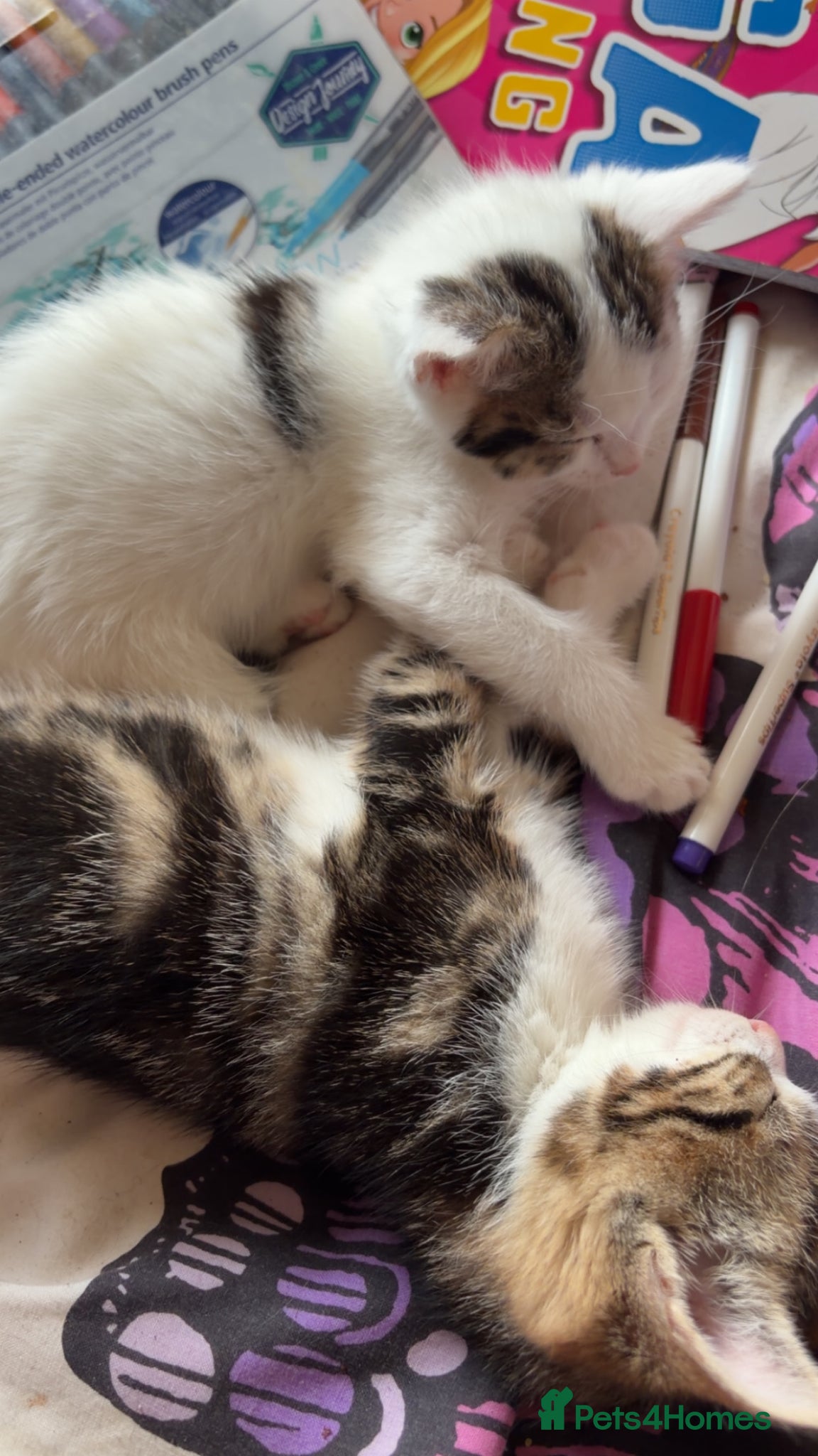 Mixed Breed cats for sale: 5 friendly playful mixed tabby kittens - Advert 20