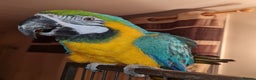 Macaws birds for sale: Monty the Macaw parrot - Advert 1