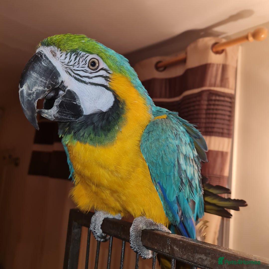 Macaws birds for sale: Monty the Macaw parrot - Advert 1
