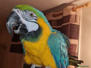 Macaws birds Monty the Macaw parrot - Advert 15