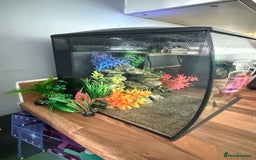 Newt reptiles for sale: 2 Spanish ribbed newts and set up - Image 4