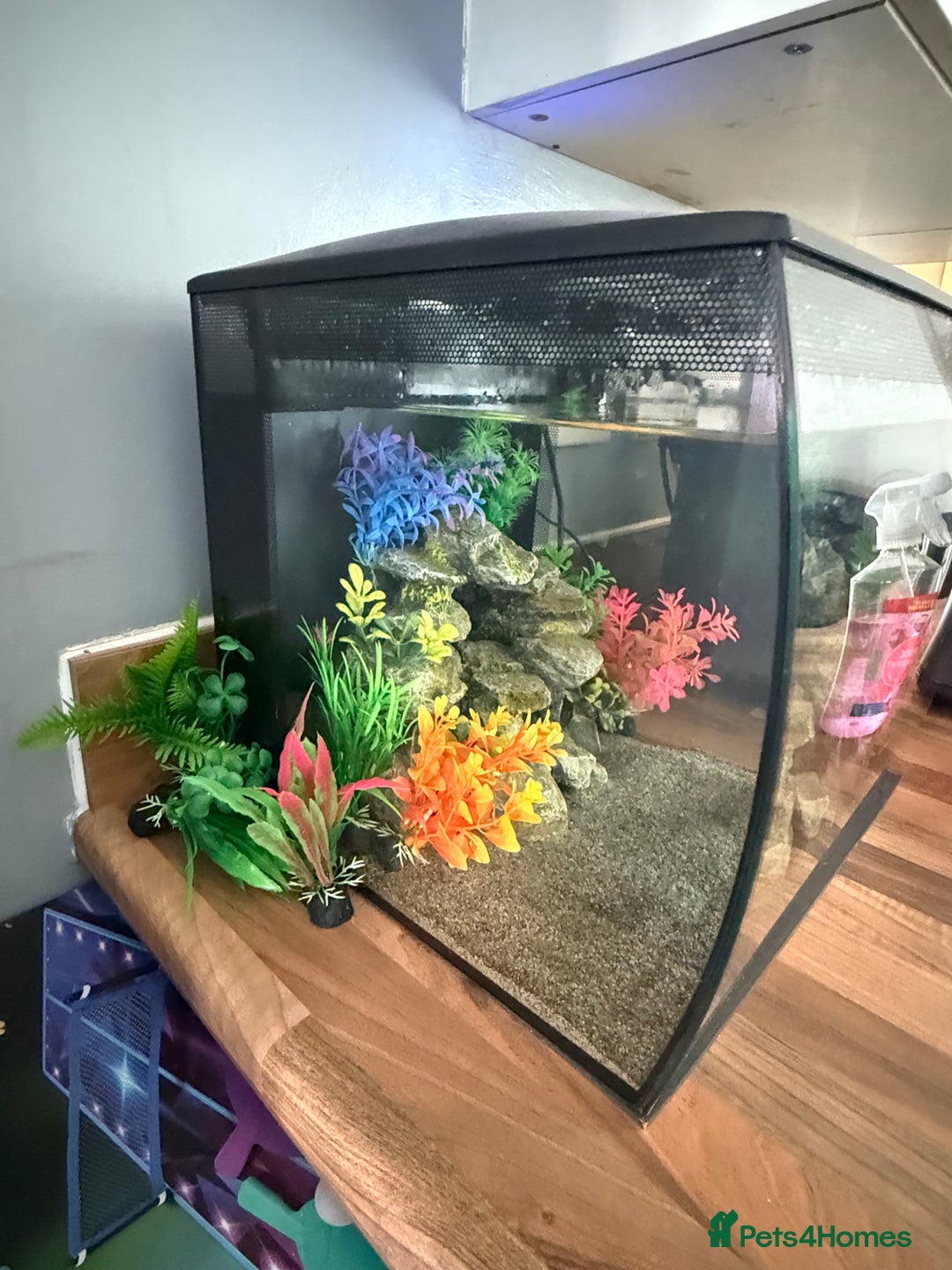 Newt reptiles for sale: 2 Spanish ribbed newts and set up - Image 4