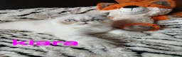 Exotic cats for sale: PEDIGREE GCCF PERSIAN EXOTIC BABIES - Advert 10