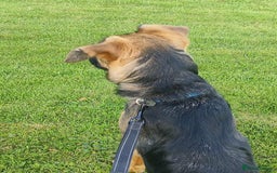 German Shepherd dogs for adoption: Sammy needs a loving forever home - Image 4