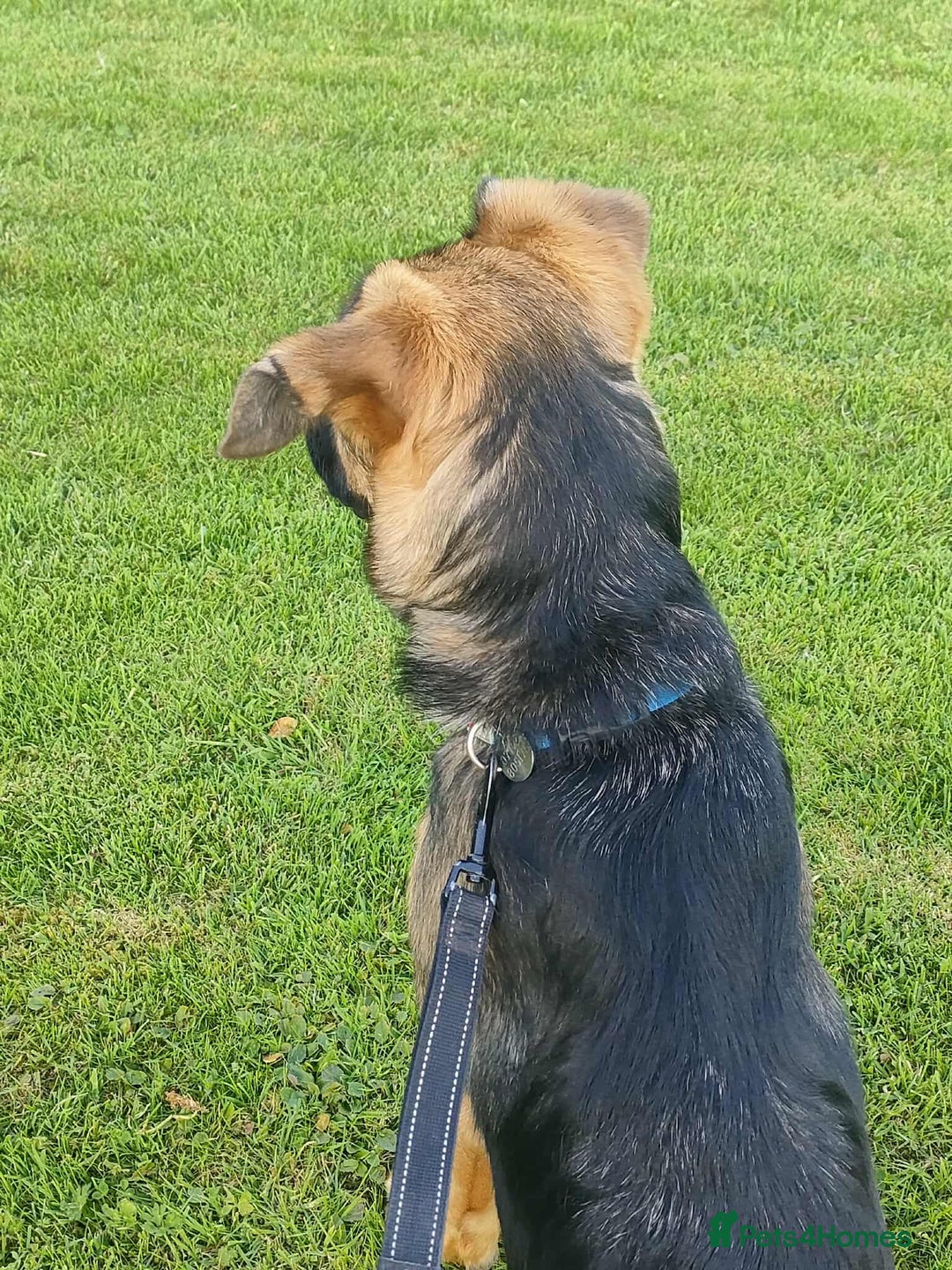 German Shepherd dogs for adoption: Sammy needs a loving forever home - Image 4