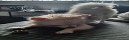Chihuahua dogs for stud: CHIHUAHUA  in Wolverhampton - Advert 3