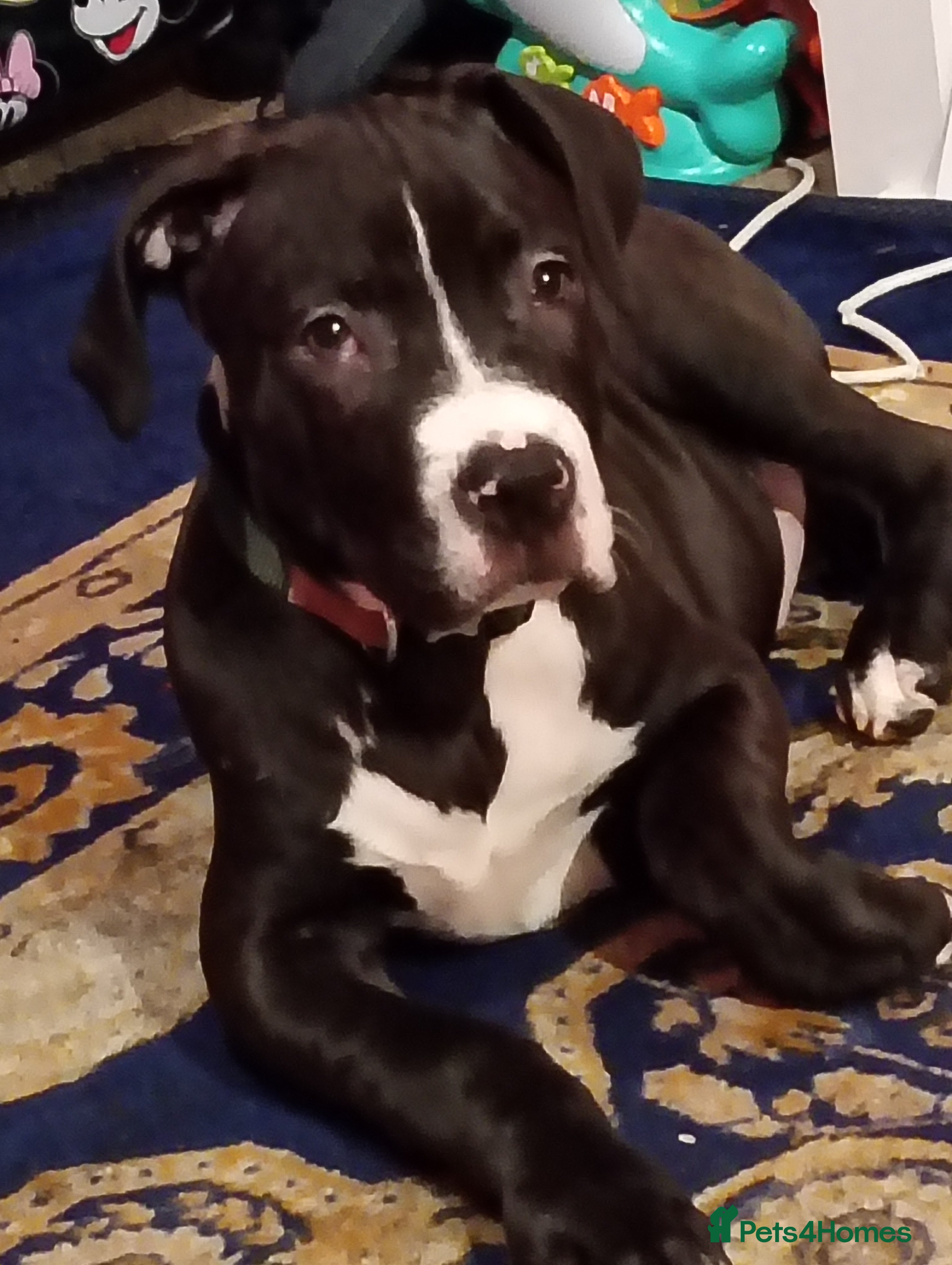 Staffordshire Bull Terrier dogs Staffordshire terrier  - Advert 1