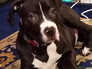 Staffordshire Bull Terrier dogs Staffordshire terrier - Advert 1