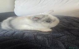 Mini Lop rabbits for sale: Beautiful mini lop rabbits  - Image 8