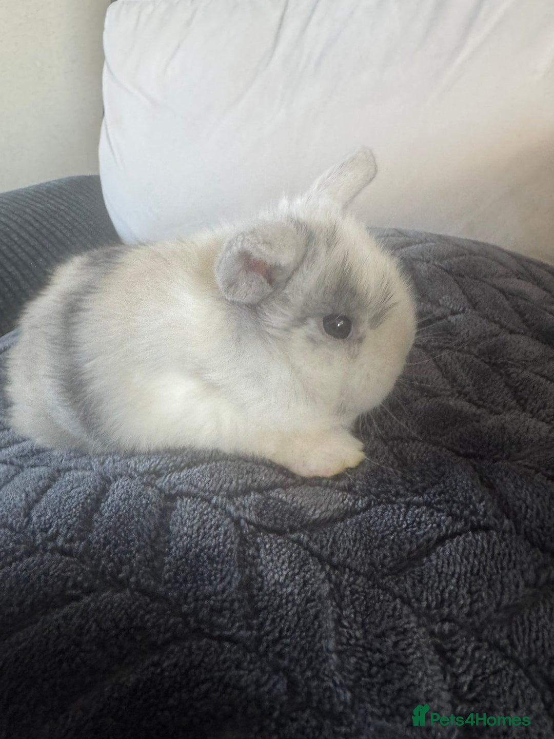 Mini Lop rabbits for sale: Beautiful mini lop rabbits  - Image 8