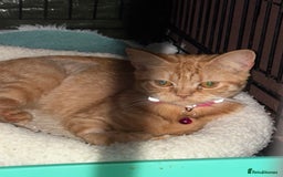 Domestic Shorthair cats for sale: Rescue cats- 20 in total rescued  - Image 7