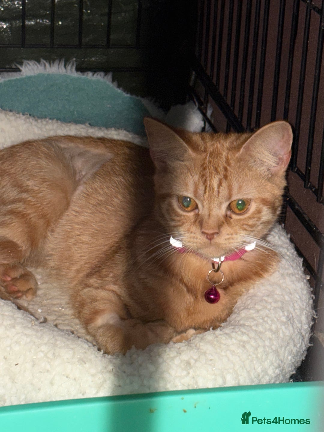 Domestic Shorthair cats for sale: Rescue cats- 20 in total rescued  - Image 7