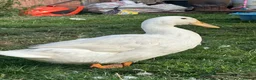 Ducks poultry for sale: 3 Cherry Valley Ducks - Advert 6